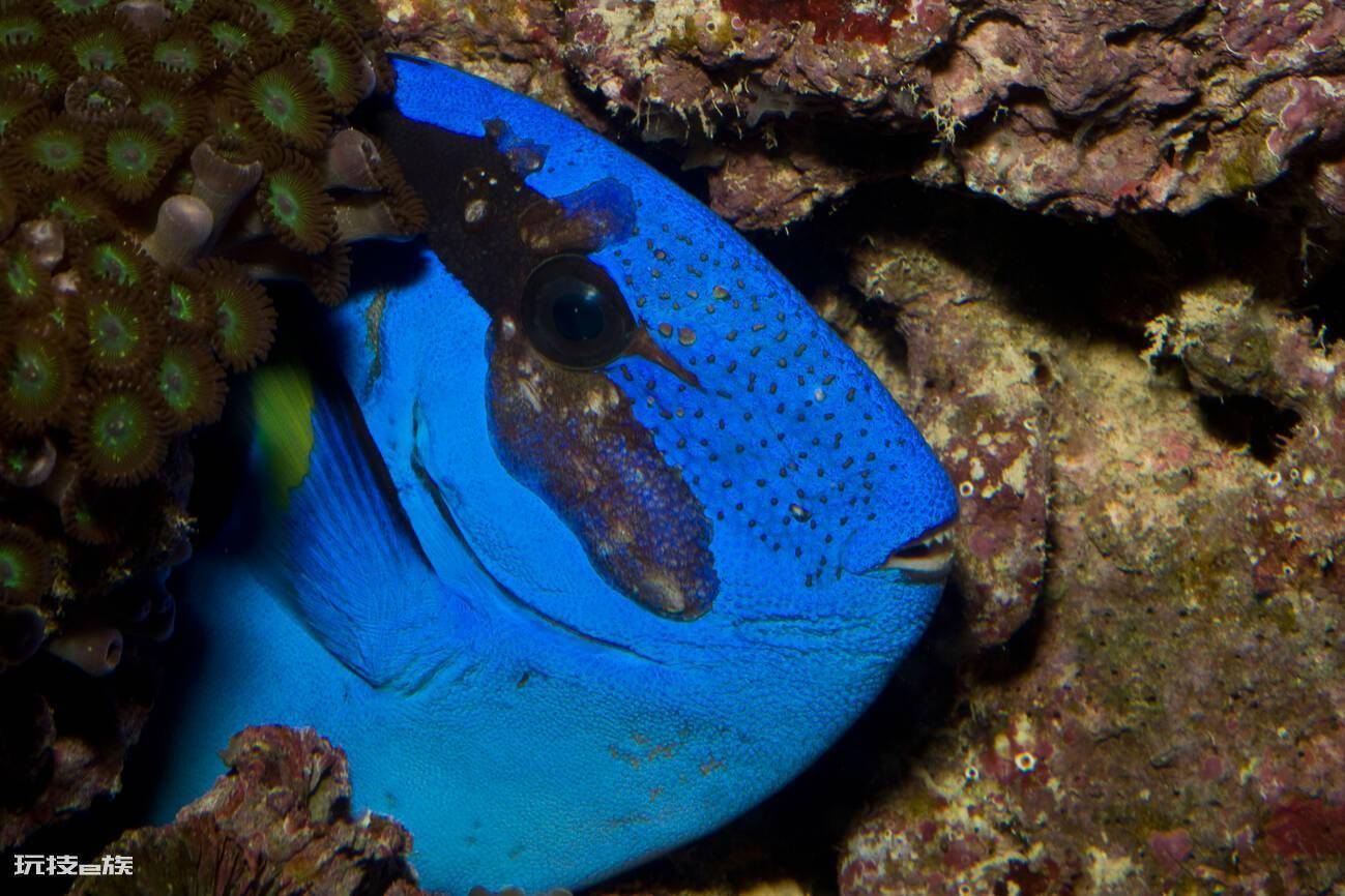 多莉是什么鱼品种(蓝吊是水族箱里的标配海水鱼)-图片3